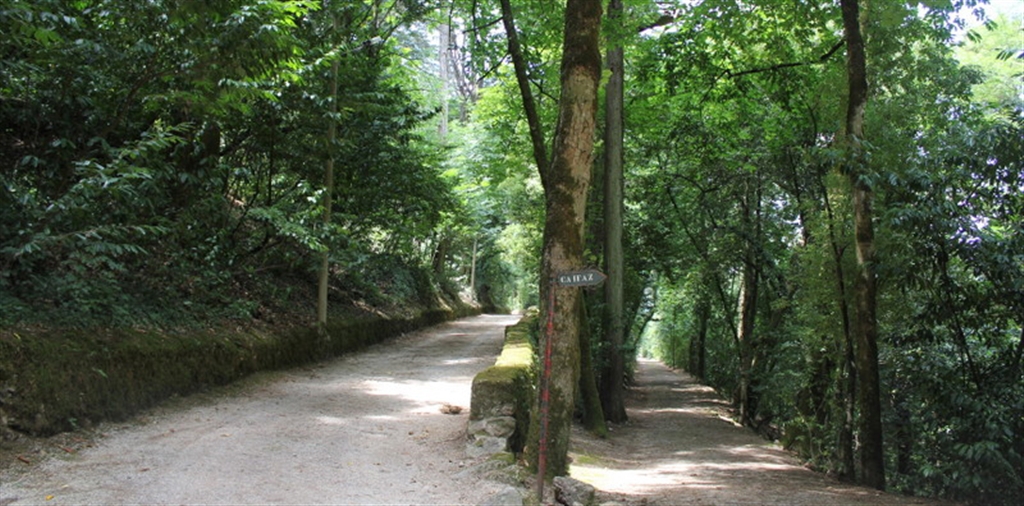 Fundação Mata do Bussaco